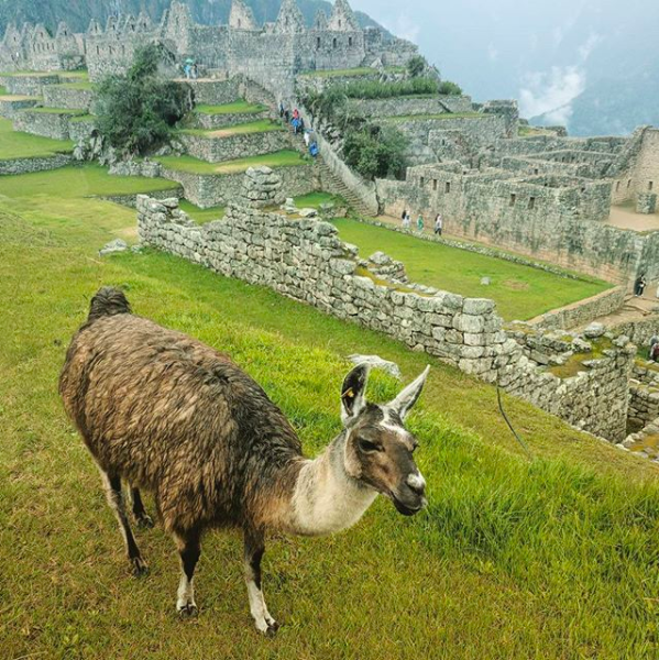 Machu Picchu